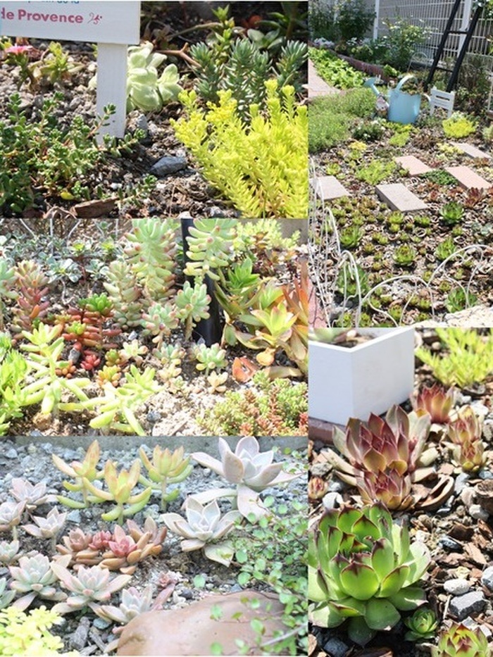 多肉ガーデン途中経過②