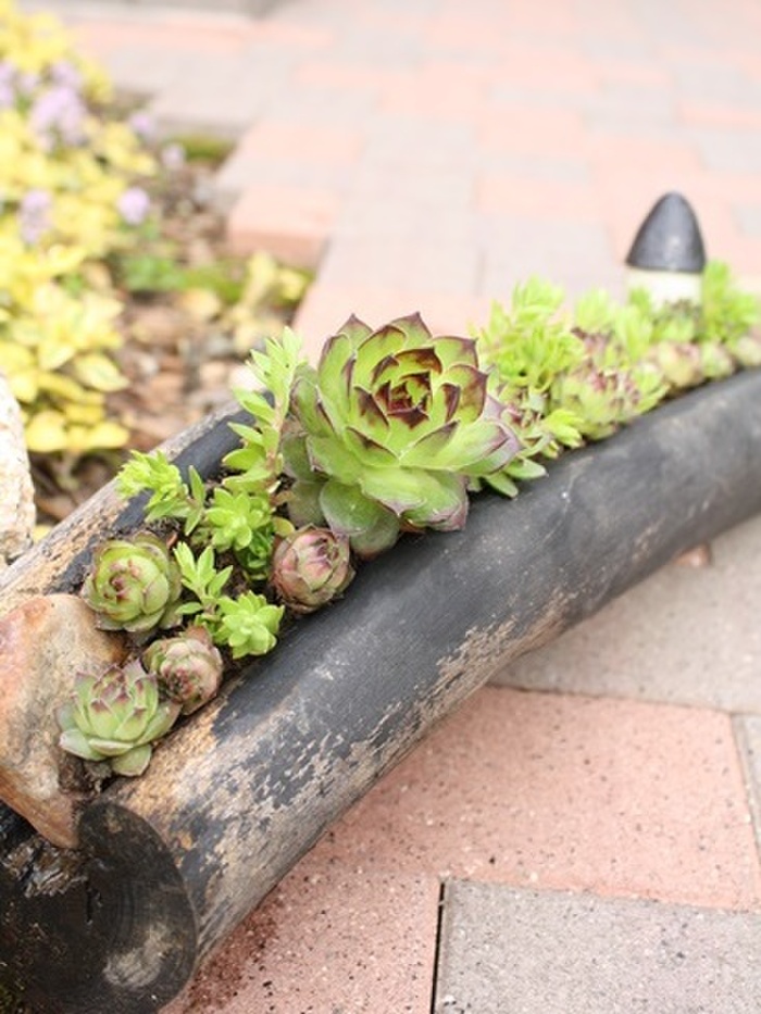 古木にセンペル