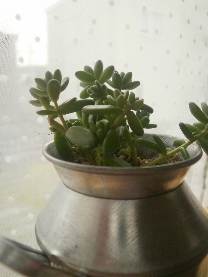 100均小物を使っても安っぽく見えない工夫を