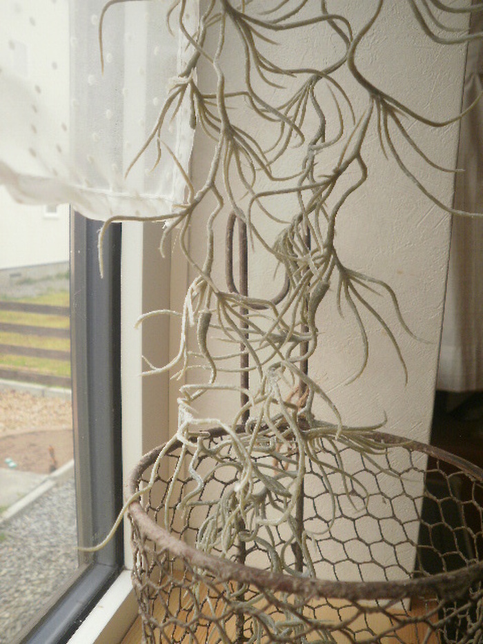 ポイントは完成度の高いスパニッシュモス