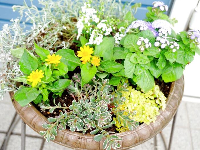 ~春の寄せ植えその後~植え替えしました