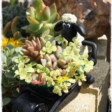 プチブーム?!多肉×ショーンが可愛すぎる!