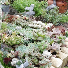 多肉ガーデン♪2015年7月