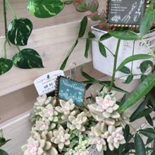 seriaのガーデンピック×多肉植物で涼ガーデンコーナー