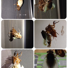 今がチャンス!網戸でじっくり観察♪蝉の羽化の観察。