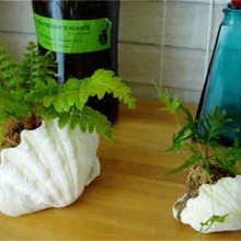 貝殻を植木鉢にリメイク
