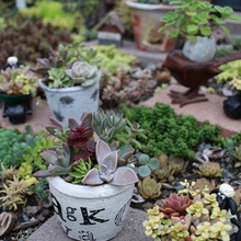 紅葉が美しい季節!多肉植物寄せ植え仕立て直し