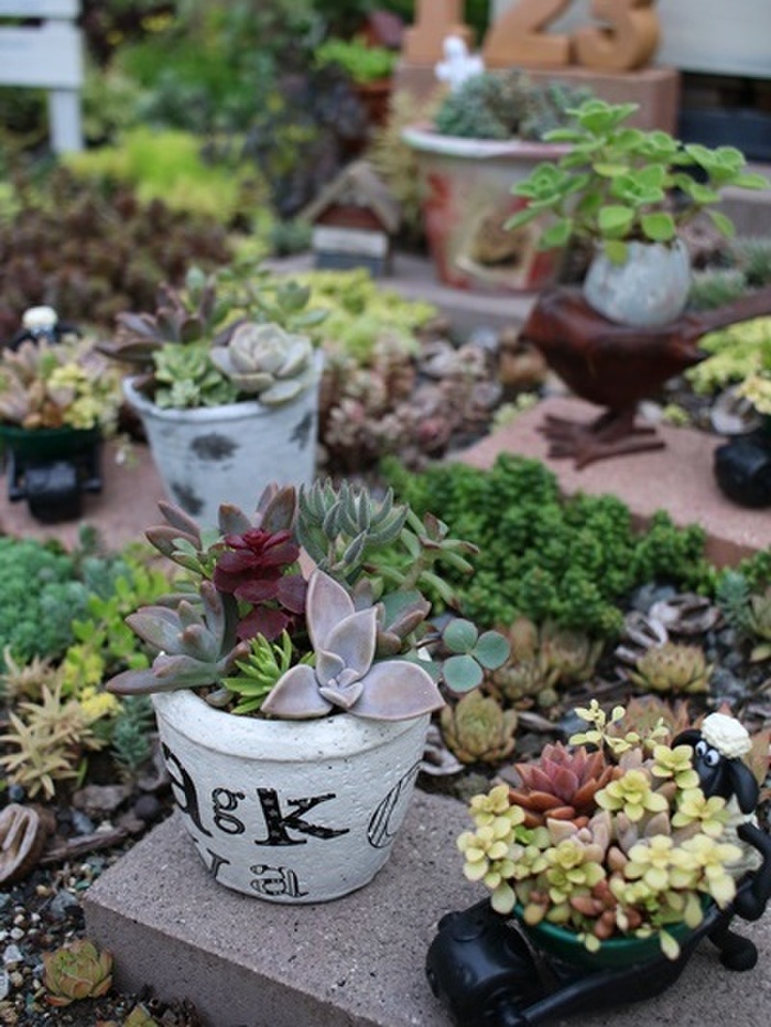 紅葉が美しい季節!多肉植物寄せ植え仕立て直し