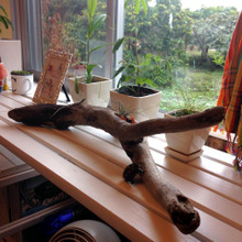 流木を生き物フィギュア置き場に