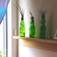 ラムネの瓶をエアープランツ置きに