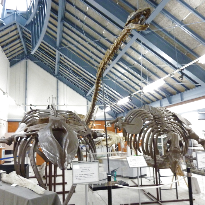 沼田町化石館でミニ発掘体験★恐竜のアレを発掘できるかも?