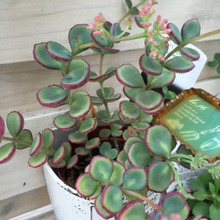 多肉植物 可愛いお花が咲きました