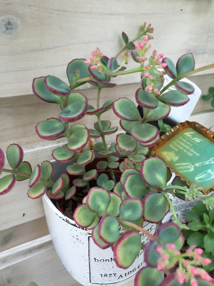 多肉植物 可愛いお花が咲きました