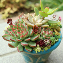 多肉植物の仕立て直し*植え替え編