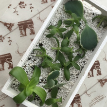 手作りの鉢に♪多肉植物の植え替え