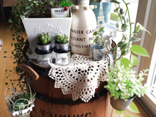 ほぼ100均♪癒しのグリーンインテリア