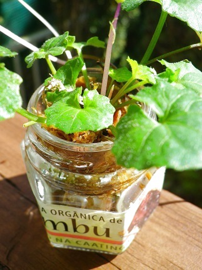 野の草花も立派な主役!小さなジャム瓶を使ってお部屋インテリア