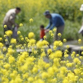 花粉症は春だけじゃない!秋の花粉症にご注意を~対策法~