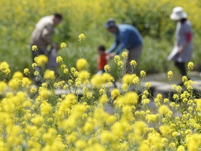 花粉症は春だけじゃない！秋の花粉症にご注意を～対策法～