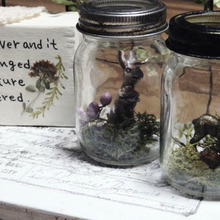 セリアの穴あきガラスのキャニスターでテラリウム風