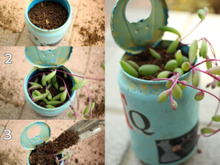 3ステップで簡単!!多肉植物の増やし方!