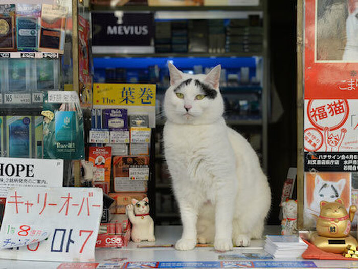 ☆皆様に幸運をもたらす看板猫「ハチ」
