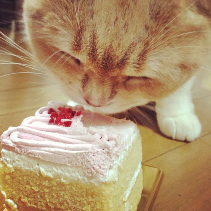 猫用ケーキが豪華すぎると話題!ネコは生クリームが実は大好き♪