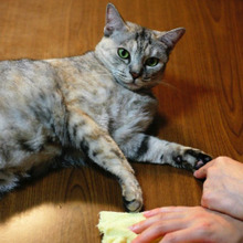 毎日の家事を楽しく♪「これは欲しい!」猫のキッチングッズ4選