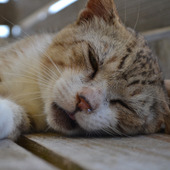 猫風邪早く治してね。漫画だけじゃなかった!「鼻ちょうちん」猫3選