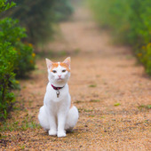 猫を追跡?!おさんぽ猫や家出猫ももう安心「猫用GPS」