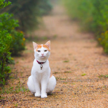 猫を追跡?!おさんぽ猫や家出猫ももう安心「猫用GPS」