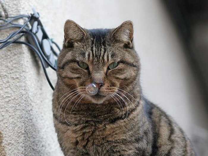 2:凛々しいお顔ではいチーズ!