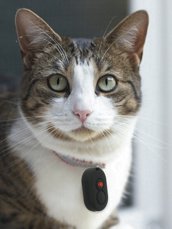 1:ロケーターペット