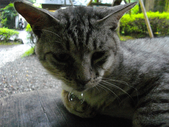 3:まるでシャボン玉みたいにキレイでしょ?