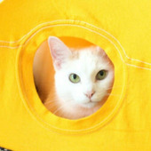 超簡単!手作りで楽しい猫グッズ♪