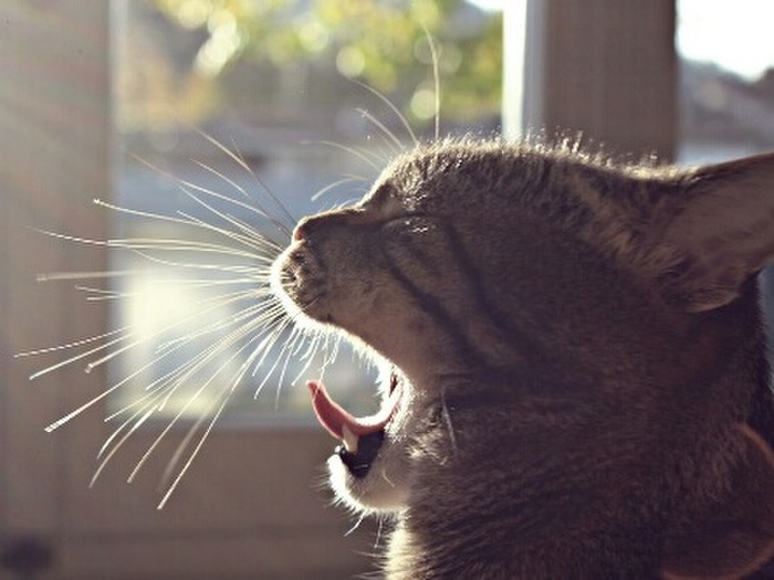 ★なるべく外飼いにはしない