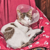 一度なると治りにくい?猫が結膜炎になる原因とその対策