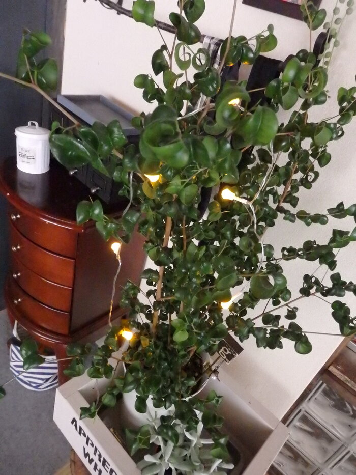 ベンジャミンバロックをツリー仕立てに。