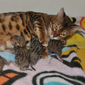 猫が出産!そのために飼い主がするべき準備と心構え