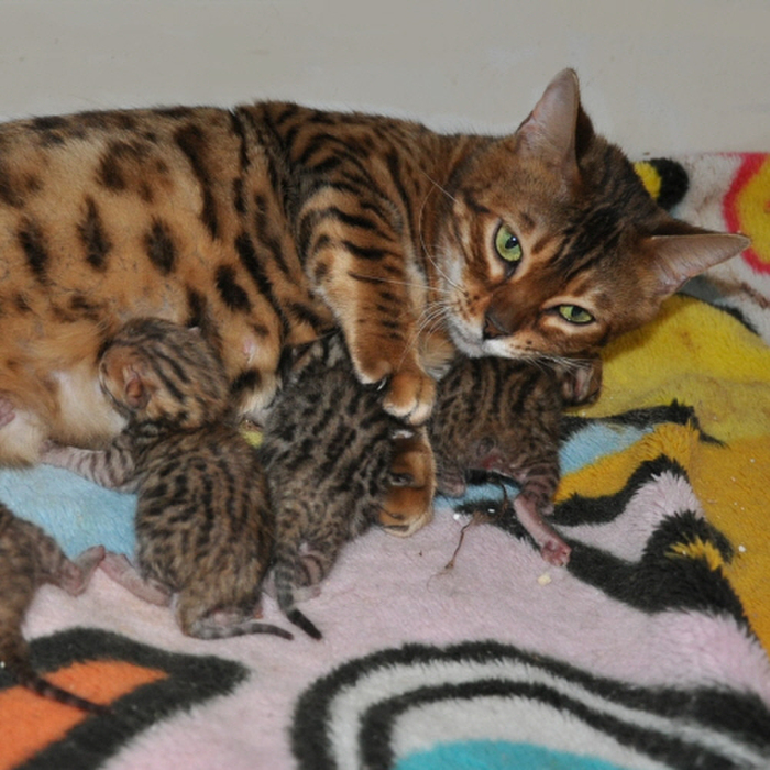 猫が出産!そのために飼い主がするべき準備と心構え
