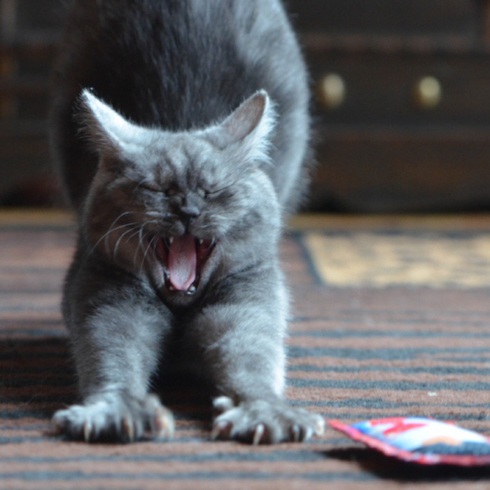 猫にもある認知症。その予防といざという時の病院へのかかり方:その2