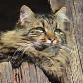 猫にもある認知症。その予防といざという時の病院へのかかり方:その1