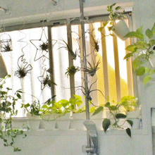 ワイヤークラフトで♡エアプランツと観葉植物を浴室ディスプレイ