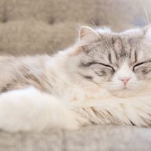 猫カフェ店員の猫の毛対策!こっそり教えてもらいました♪