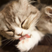 思わずへぇ〜!猫の肉球には実は凄い機能があるらしい♪