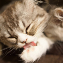 思わずへぇ〜!猫の肉球には実は凄い機能があるらしい♪