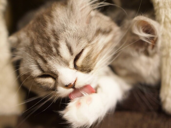 思わずへぇ〜!猫の肉球には実は凄い機能があるらしい♪