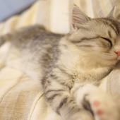 【看板猫ランキング2015】猫がおもてなし&添い寝してくれるホテルはココ♡