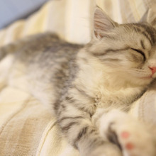 【看板猫ランキング2015】猫がおもてなし&添い寝してくれるホテルはココ♡