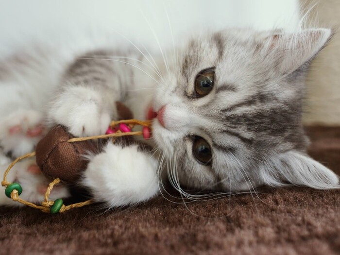 子猫の育て方で困ったときの対処方法☆